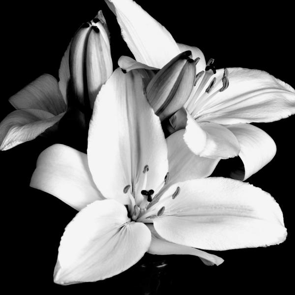 black and white flowers with color. Black and White